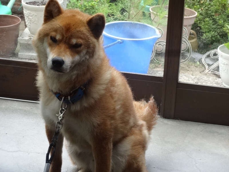 f:id:akita319:20140730063412j:image