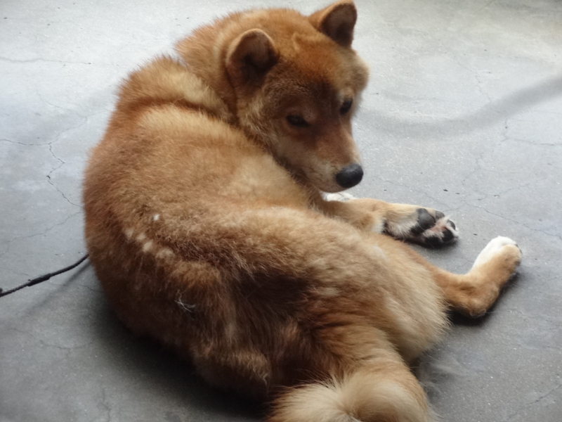 f:id:akita319:20140730063420j:image