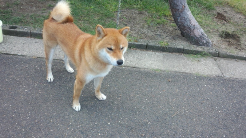 f:id:akita319:20140920092922j:image