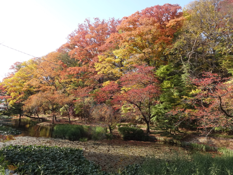 f:id:akita319:20141026075849j:image