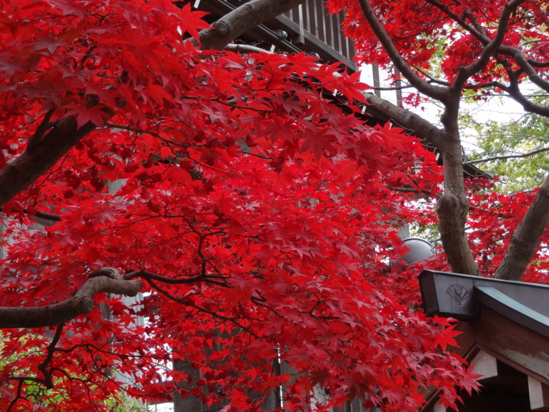 f:id:akita319:20141109214450j:image