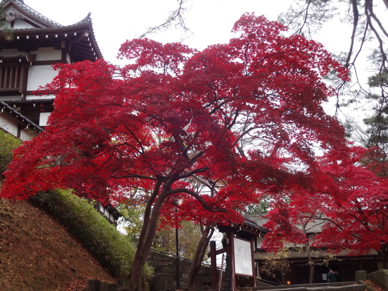 f:id:akita319:20141109214510j:image