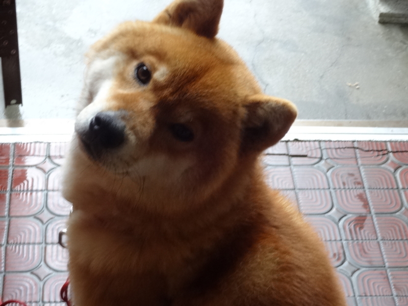 f:id:akita319:20141231114852j:image