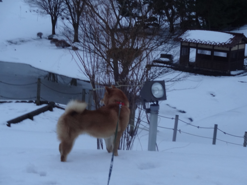 f:id:akita319:20150112180416j:image f:id:akita319:20150112180416j:image