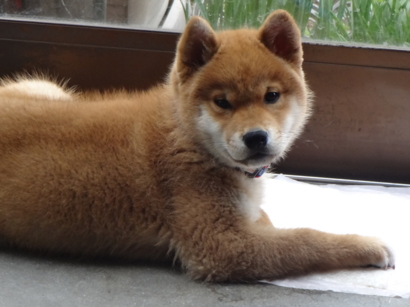 f:id:akita319:20150121190116j:image