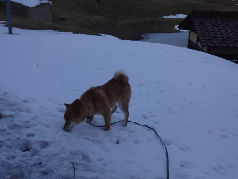 f:id:akita319:20150125192733j:image
