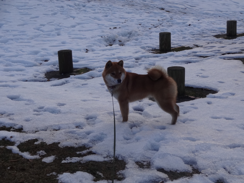 f:id:akita319:20150125192740j:image