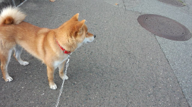 f:id:akita319:20150331070452j:image f:id:akita319:20150331070452j:image