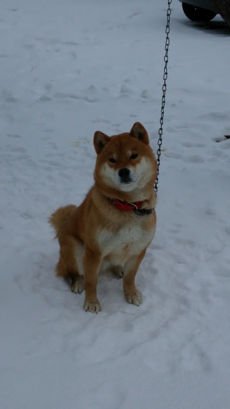 f:id:akita319:20150404083802j:image