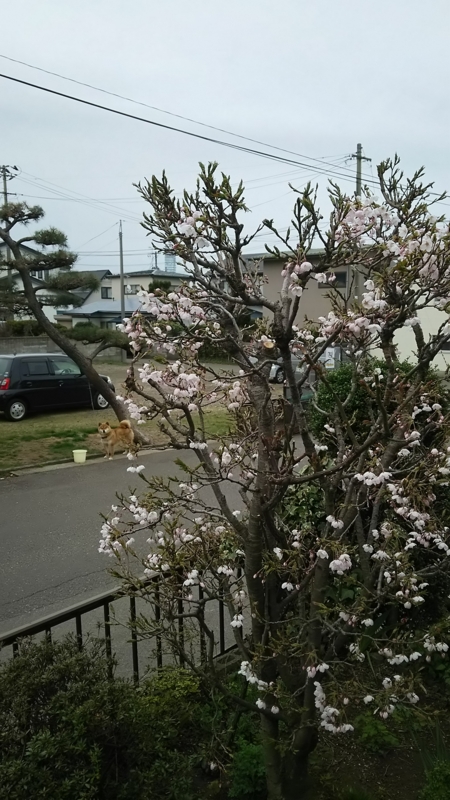 f:id:akita319:20150414192811j:image f:id:akita319:20150414192811j:image