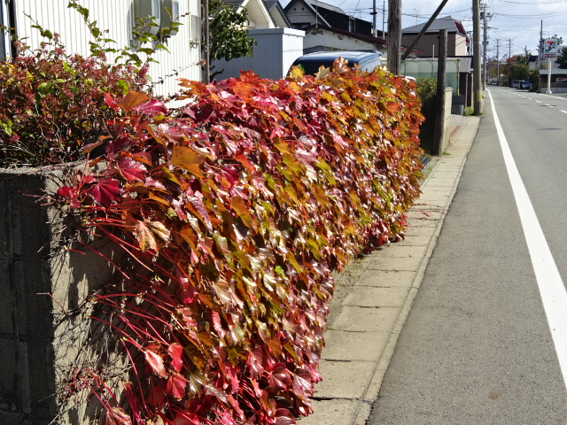 f:id:akita319:20151022073409j:image f:id:akita319:20151022073409j:image