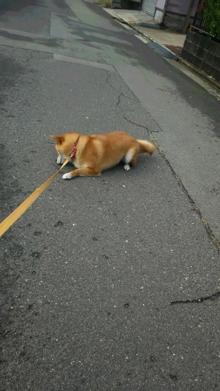 f:id:akita319:20151022085318j:image f:id:akita319:20151022085318j:image