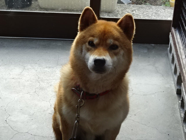 f:id:akita319:20151218084210j:image