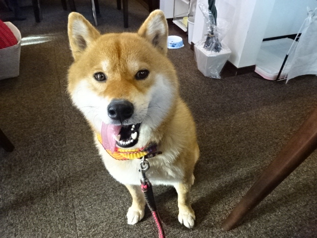 f:id:akita319:20151224073227j:image f:id:akita319:20151224073227j:image