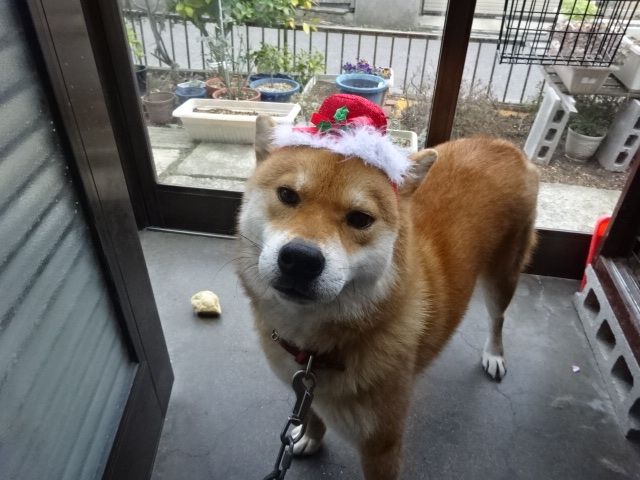 f:id:akita319:20151224074111j:image f:id:akita319:20151224074111j:image