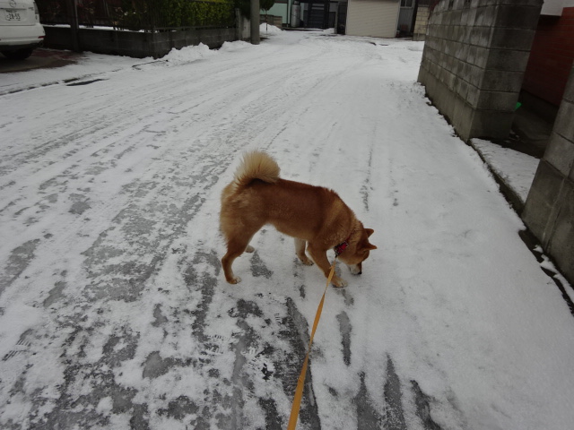 f:id:akita319:20151230104555j:image