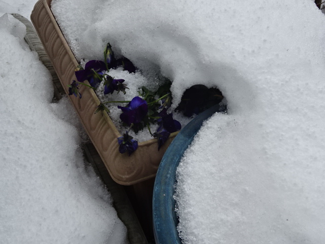 f:id:akita319:20151230104557j:image
