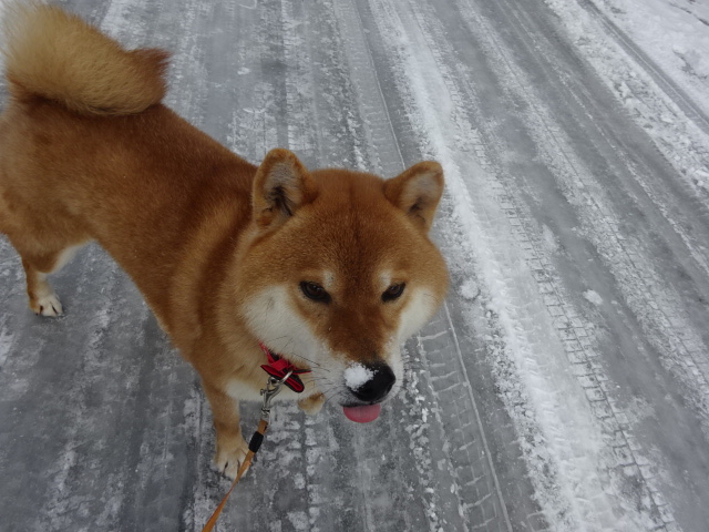 f:id:akita319:20160109105630j:image