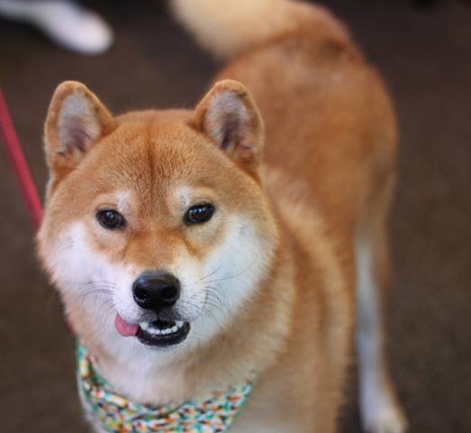 f:id:akita319:20160202104332j:image f:id:akita319:20160202104332j:image