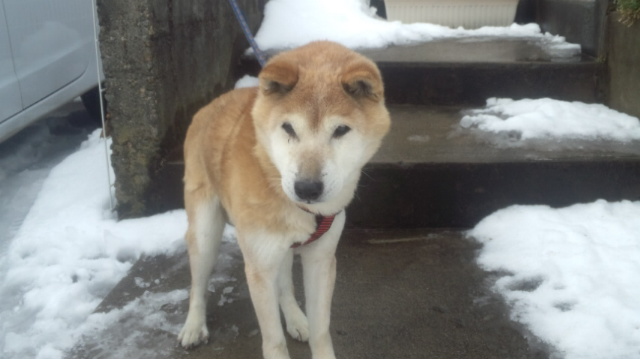 f:id:akita319:20160202104658j:image f:id:akita319:20160202104658j:image