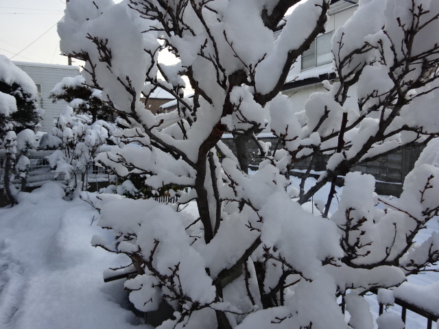 f:id:akita319:20160228084522j:image f:id:akita319:20160228084522j:image