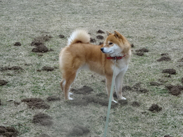 f:id:akita319:20160307072107j:image f:id:akita319:20160307072107j:image