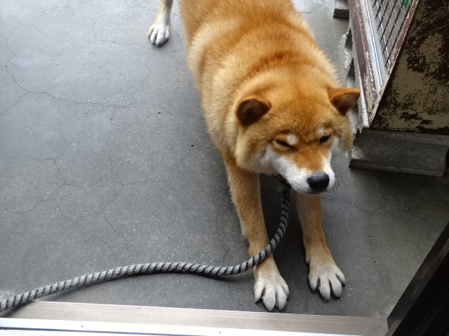 f:id:akita319:20160703221046j:image