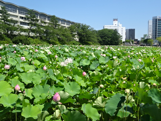 f:id:akita319:20160814211106j:image f:id:akita319:20160814211106j:image