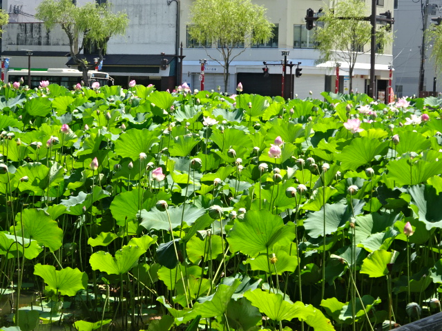 f:id:akita319:20160814211108j:image f:id:akita319:20160814211108j:image