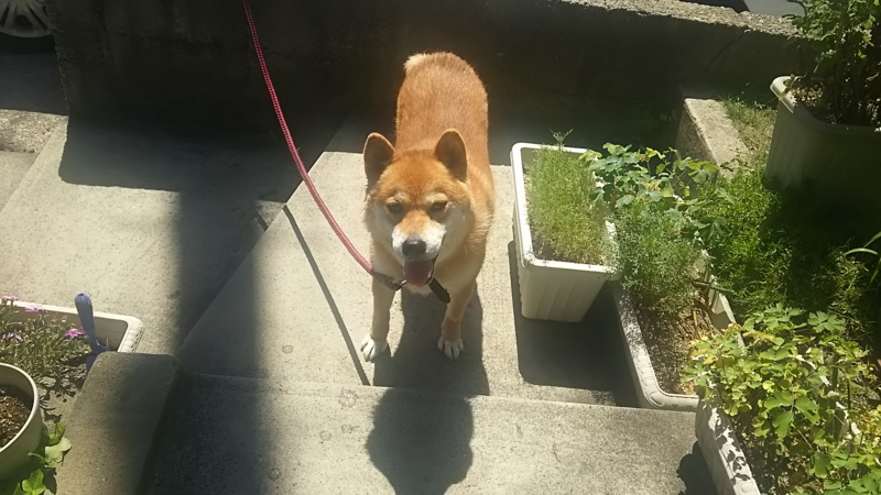 f:id:akita319:20160822062718j:image