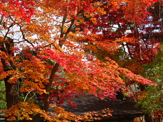 f:id:akita319:20161106193047j:image f:id:akita319:20161106193047j:image