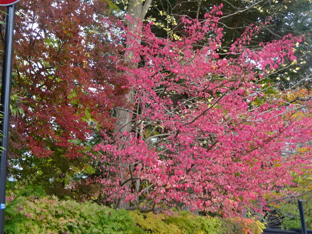 f:id:akita319:20161106193052j:image f:id:akita319:20161106193052j:image
