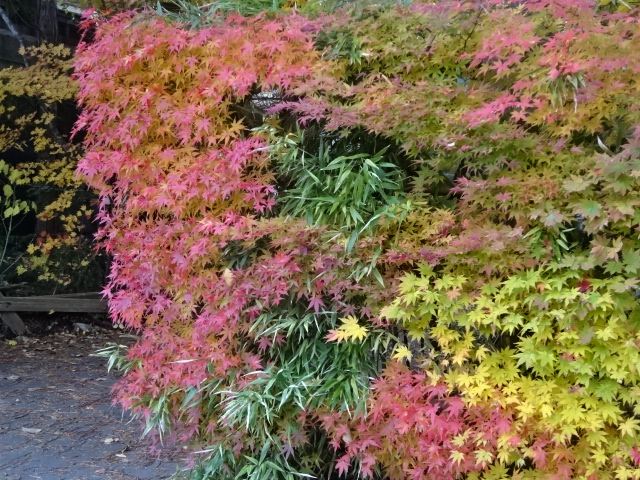 f:id:akita319:20161106193057j:image f:id:akita319:20161106193057j:image