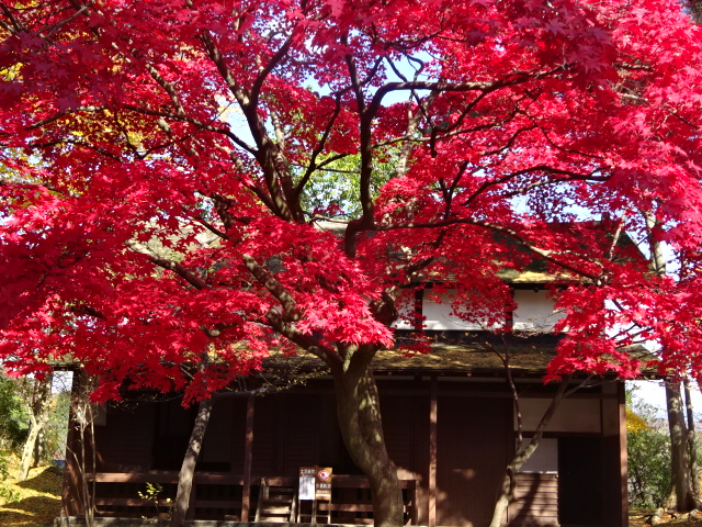 f:id:akita319:20161112160647j:image