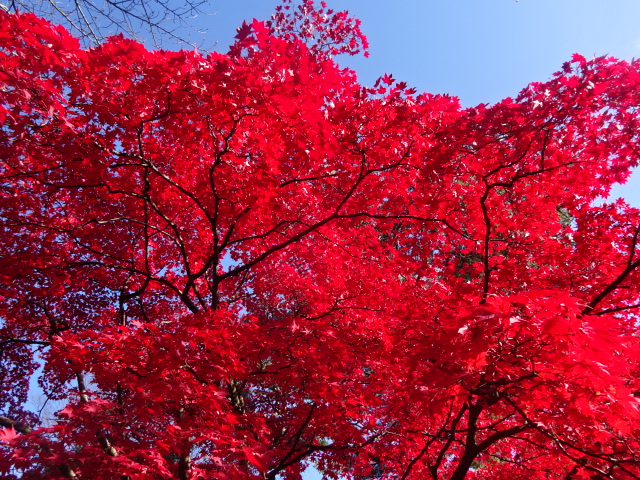 f:id:akita319:20161112160838j:image