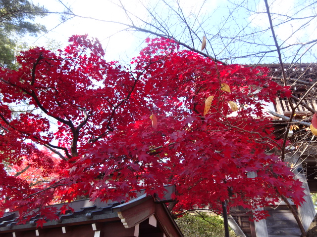 f:id:akita319:20161112160840j:image