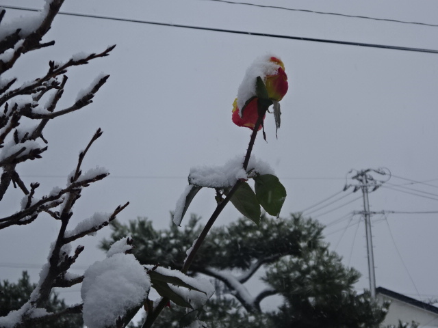 f:id:akita319:20161211090652j:image