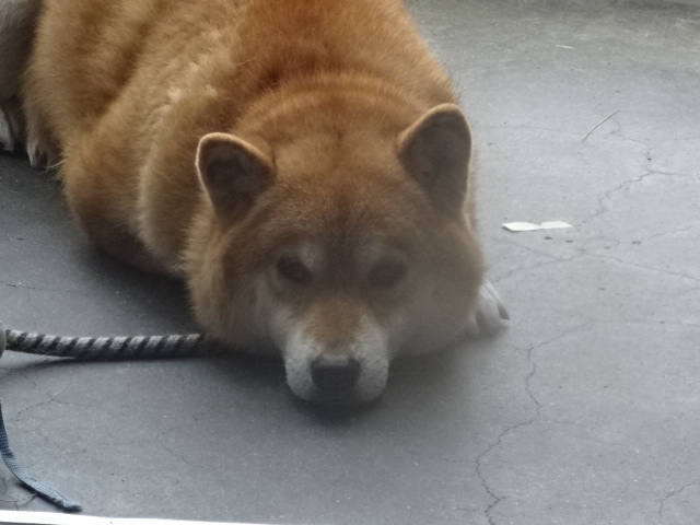 f:id:akita319:20161215071934j:image