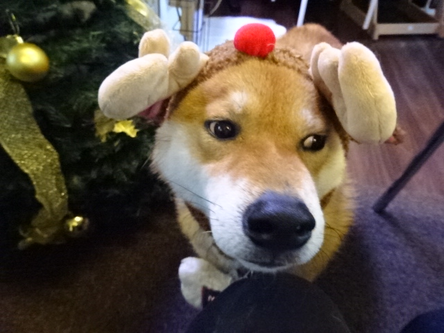 f:id:akita319:20161224012850j:image