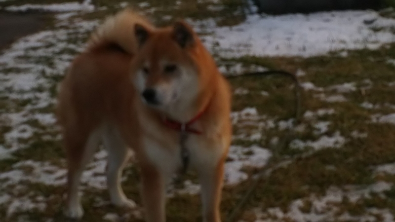 f:id:akita319:20161226081318j:image
