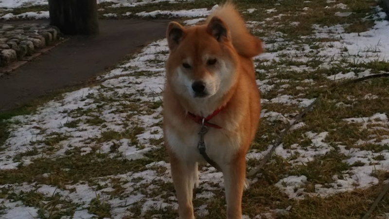 f:id:akita319:20161226081325j:image