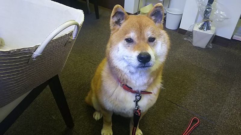 f:id:akita319:20170102203808j:image f:id:akita319:20170102203808j:image