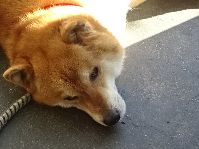 f:id:akita319:20170108203305j:image