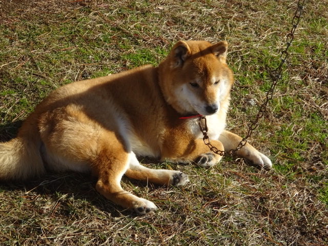 f:id:akita319:20170108203307j:image