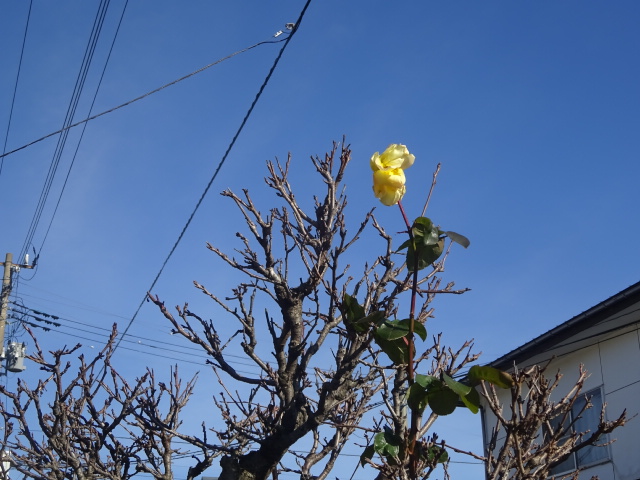 f:id:akita319:20170108203310j:image