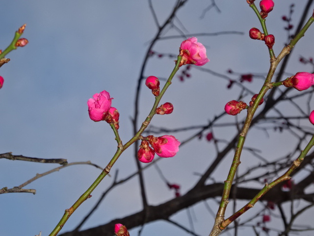 f:id:akita319:20170326202040j:image