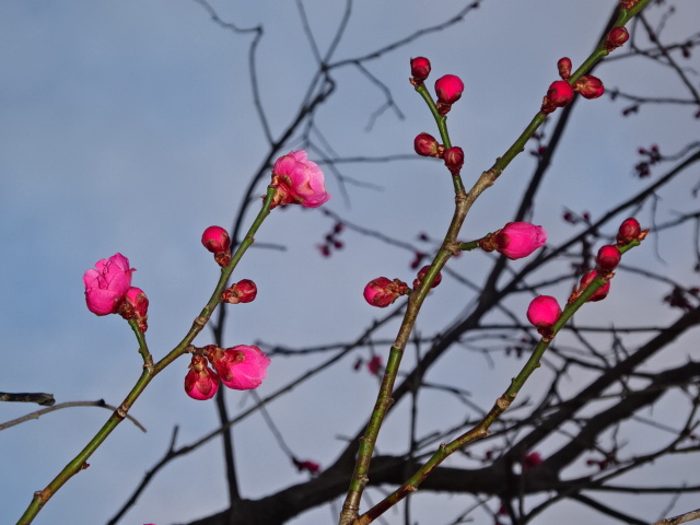 f:id:akita319:20170326202522j:image