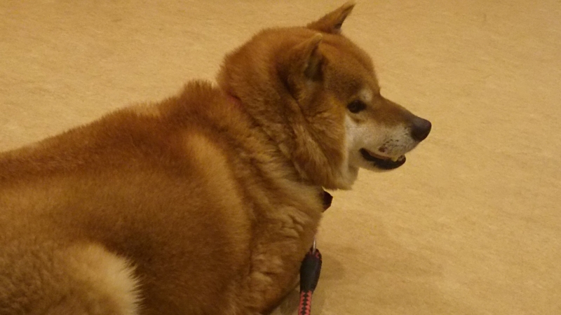 f:id:akita319:20170428230841j:image