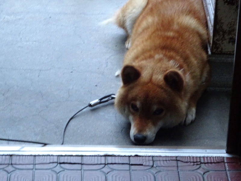 f:id:akita319:20170607220456j:image