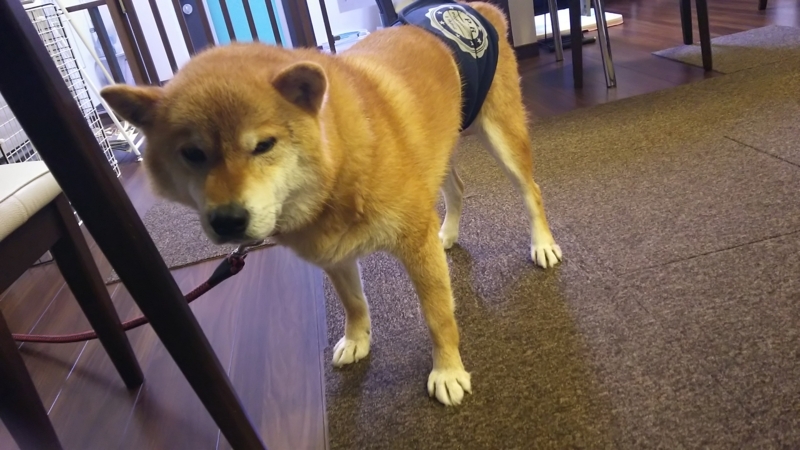 f:id:akita319:20171112211413j:image